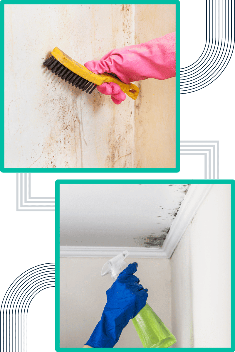 techniques-do-we-employ-for-effective-mould-remediation
