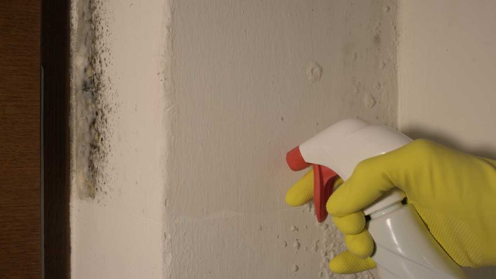 apply mould resistant spray before paint