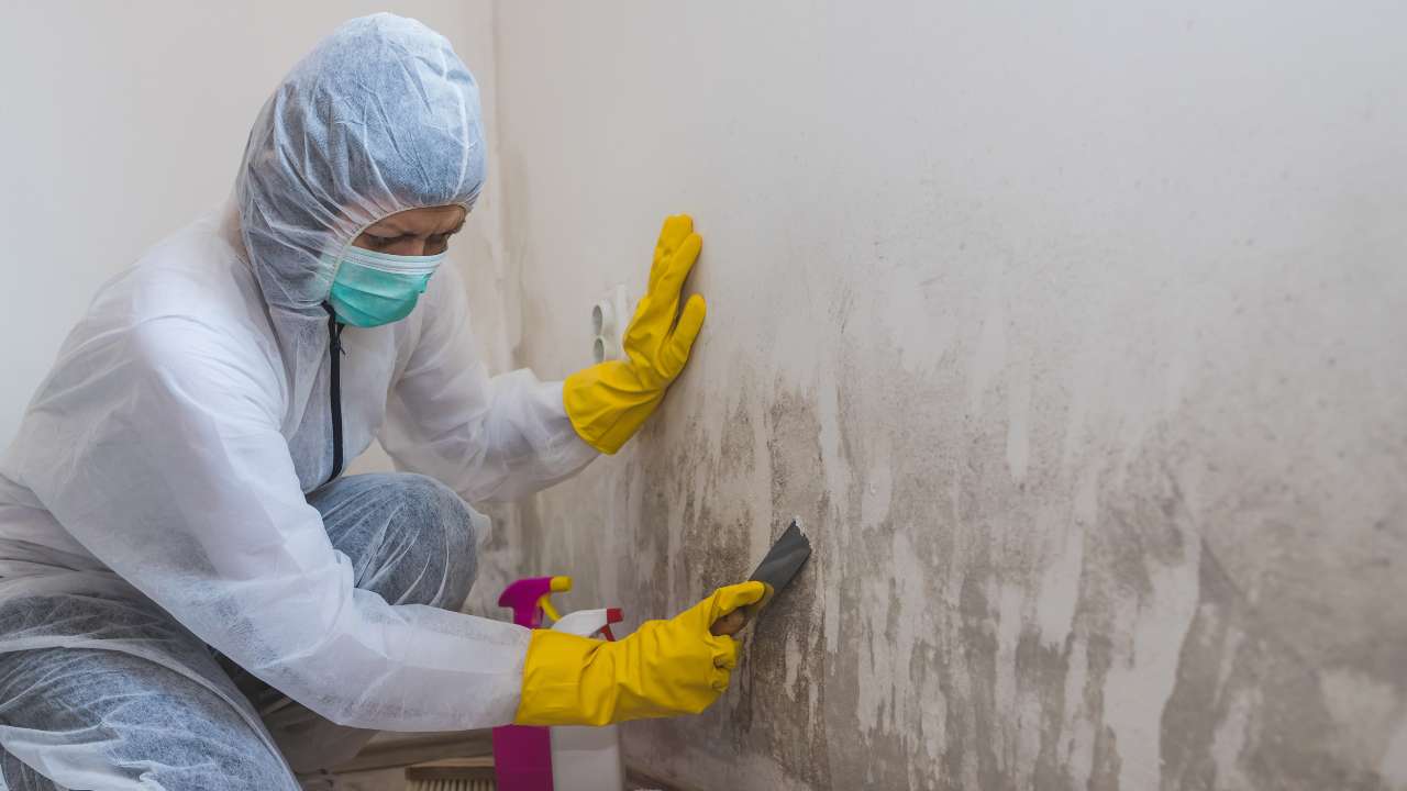 How Does the Professionals Help to Remove the Indoor Mould?