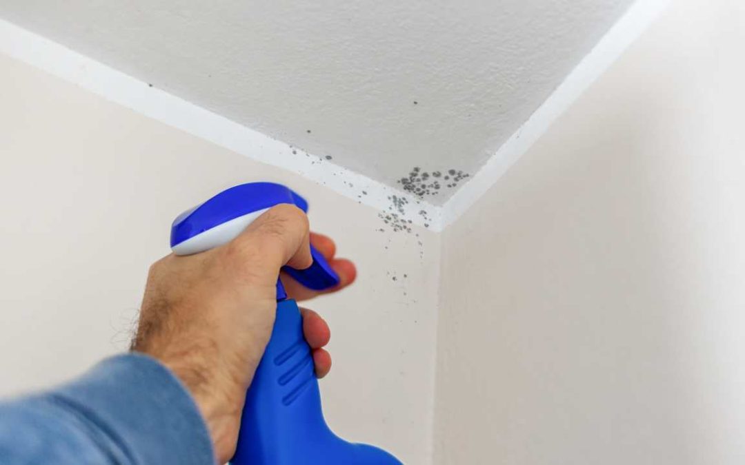 5 Common Mistakes Homeowners Make When Trying to Remove Mould
