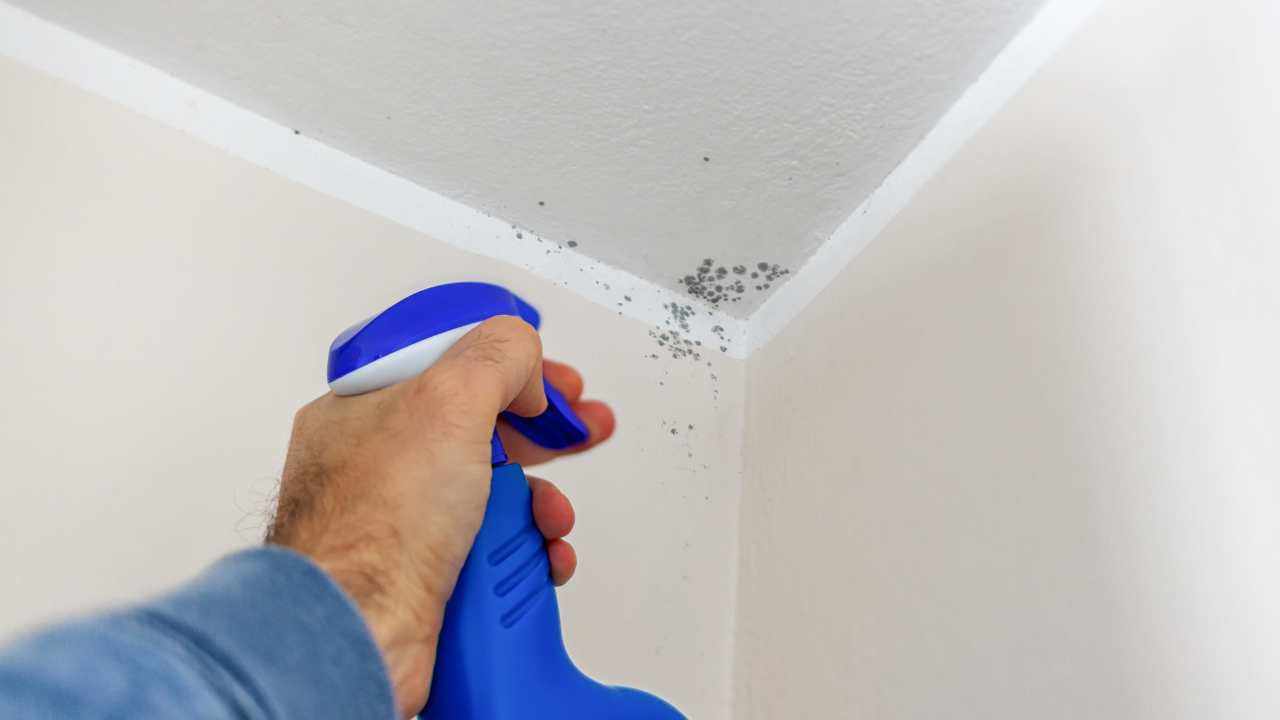 mistakes-homeowners-make-while-removing-mould