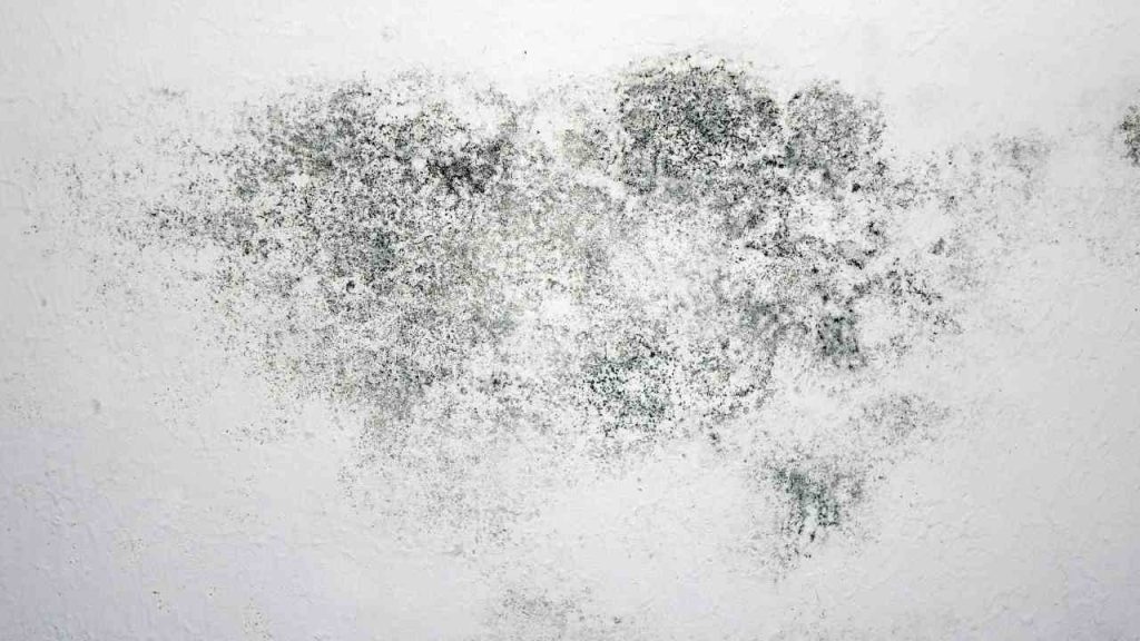 visible mould spots in homes