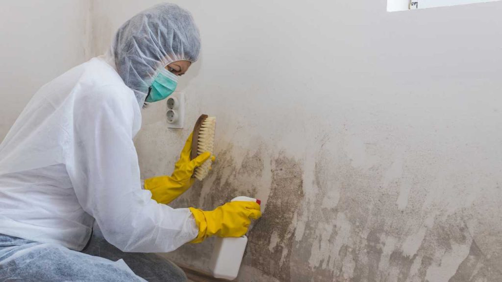 growth-of-mould-and-mildew